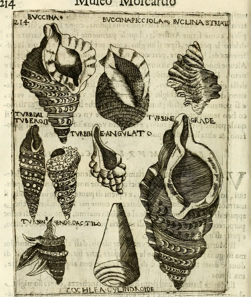 An illustration from Note, overo, Memorie del mvseo di Lodovico Moscardo ..., 1656, leaf 237