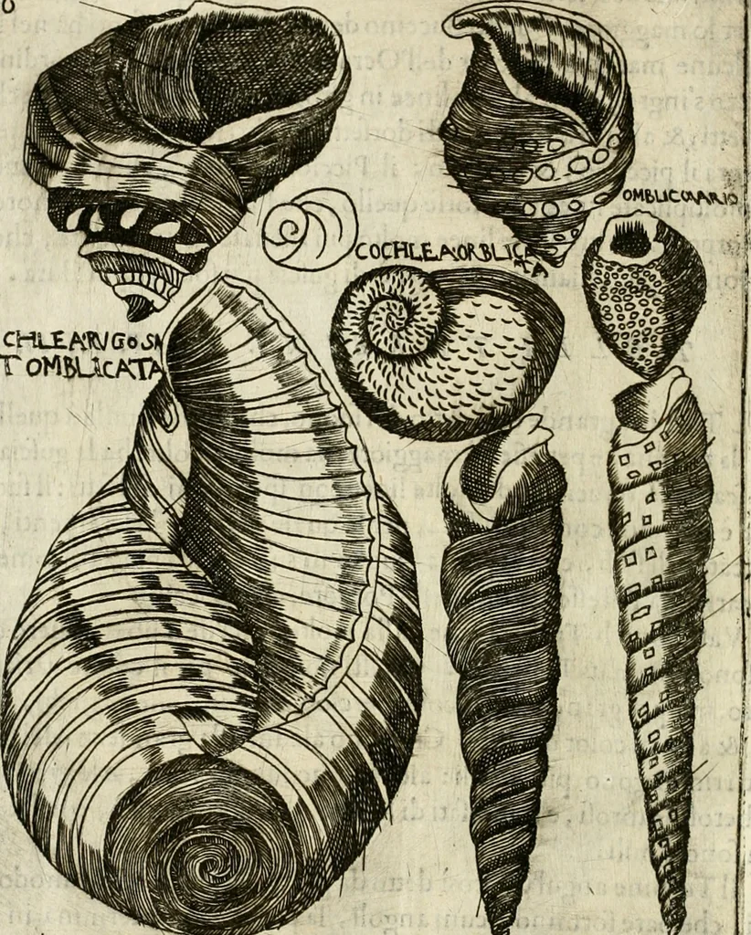 An illustration from Note, overo, Memorie del mvseo di Lodovico Moscardo ..., 1656, leaf 239