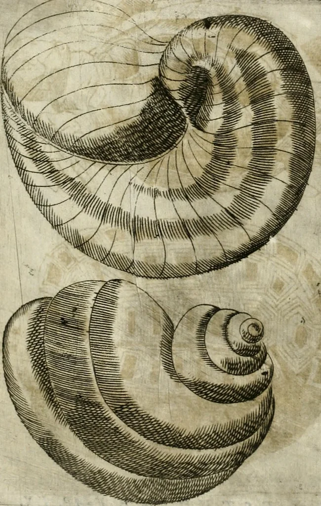 An illustration from Note, overo, Memorie del mvseo di Lodovico Moscardo ..., 1656, leaf 240