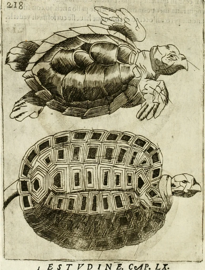 An illustration from Note, overo, Memorie del mvseo di Lodovico Moscardo ..., 1656, leaf 241