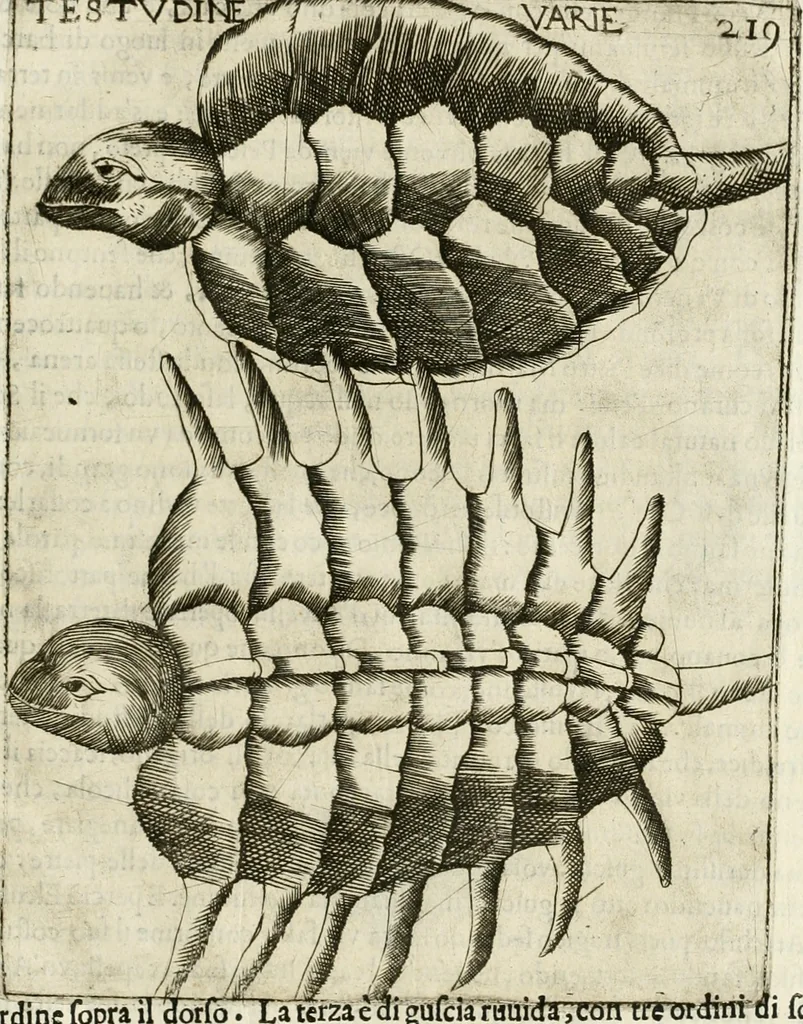 An illustration from Note, overo, Memorie del mvseo di Lodovico Moscardo ..., 1656, leaf 242