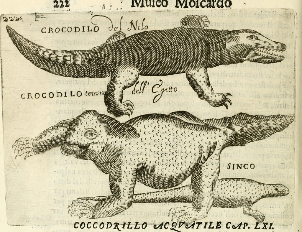 An illustration from Note, overo, Memorie del mvseo di Lodovico Moscardo ..., 1656, leaf 245