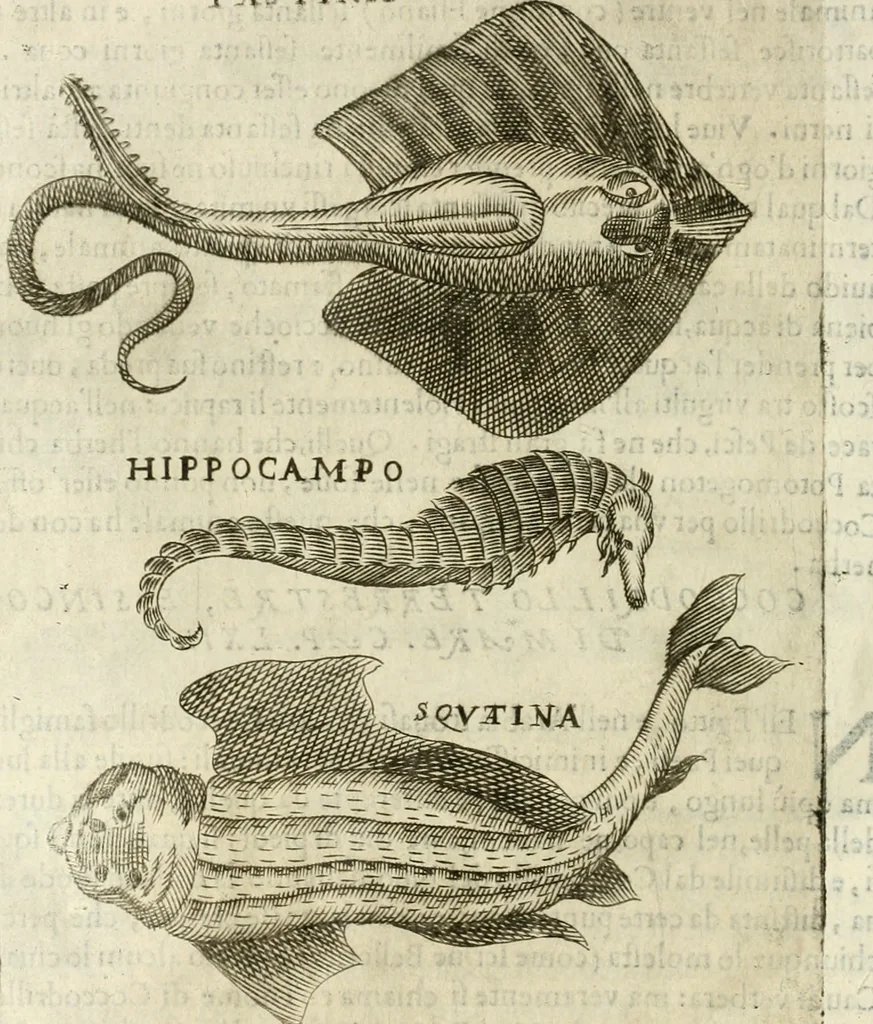 An illustration from Note, overo, Memorie del mvseo di Lodovico Moscardo ..., 1656, leaf 247