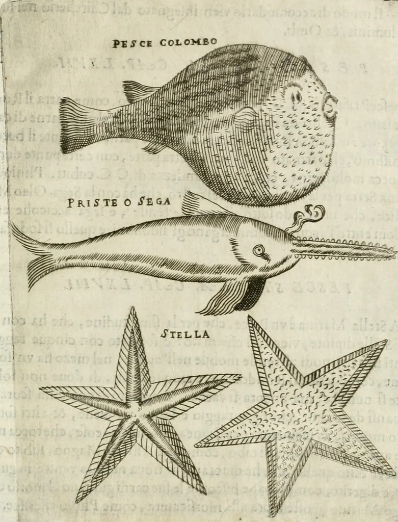 An illustration from Note, overo, Memorie del mvseo di Lodovico Moscardo ..., 1656, leaf 250