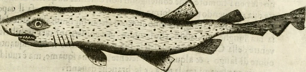 An illustration from Note, overo, Memorie del mvseo di Lodovico Moscardo ..., 1656, leaf 252