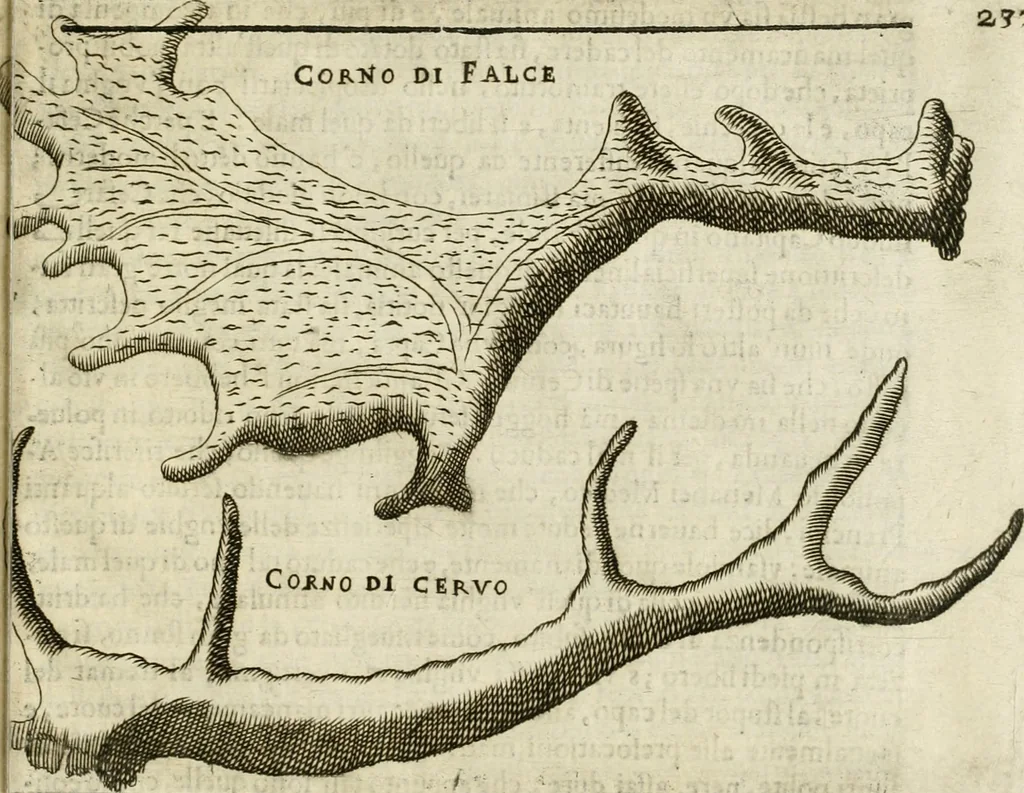 An illustration from Note, overo, Memorie del mvseo di Lodovico Moscardo ..., 1656, leaf 260