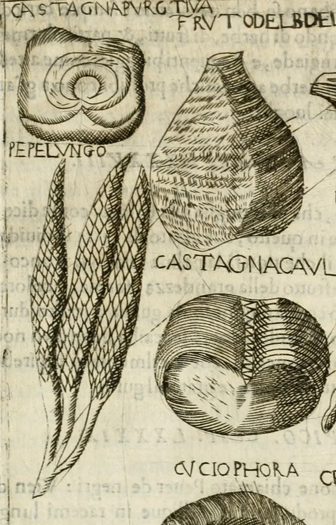 An illustration from Note, overo, Memorie del mvseo di Lodovico Moscardo ..., 1656, leaf 274