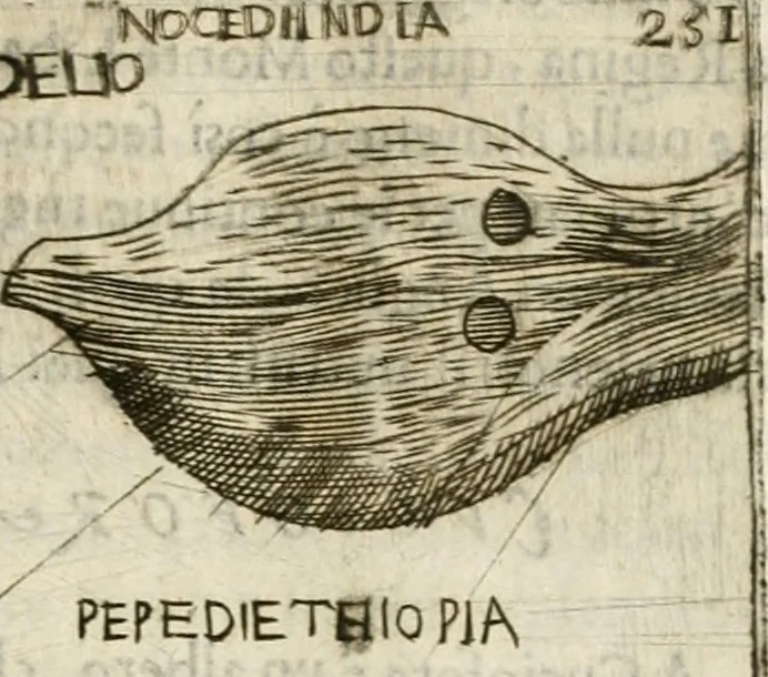 An illustration from Note, overo, Memorie del mvseo di Lodovico Moscardo ..., 1656, leaf 274