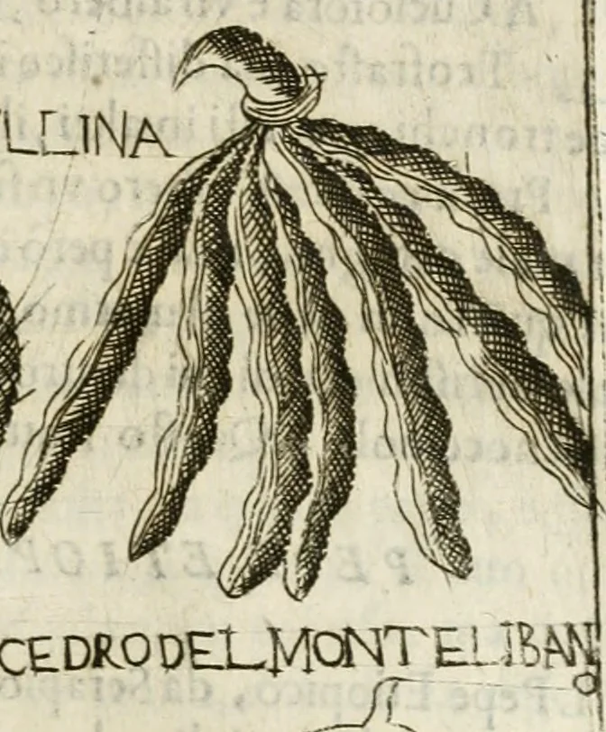 An illustration from Note, overo, Memorie del mvseo di Lodovico Moscardo ..., 1656, leaf 274