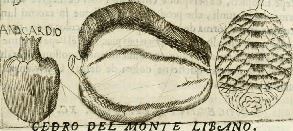 An illustration from Note, overo, Memorie del mvseo di Lodovico Moscardo ..., 1656, leaf 274