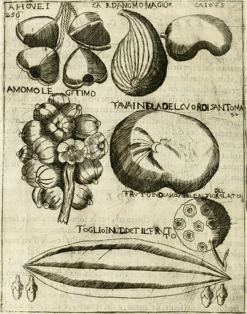 An illustration from Note, overo, Memorie del mvseo di Lodovico Moscardo ..., 1656, leaf 279