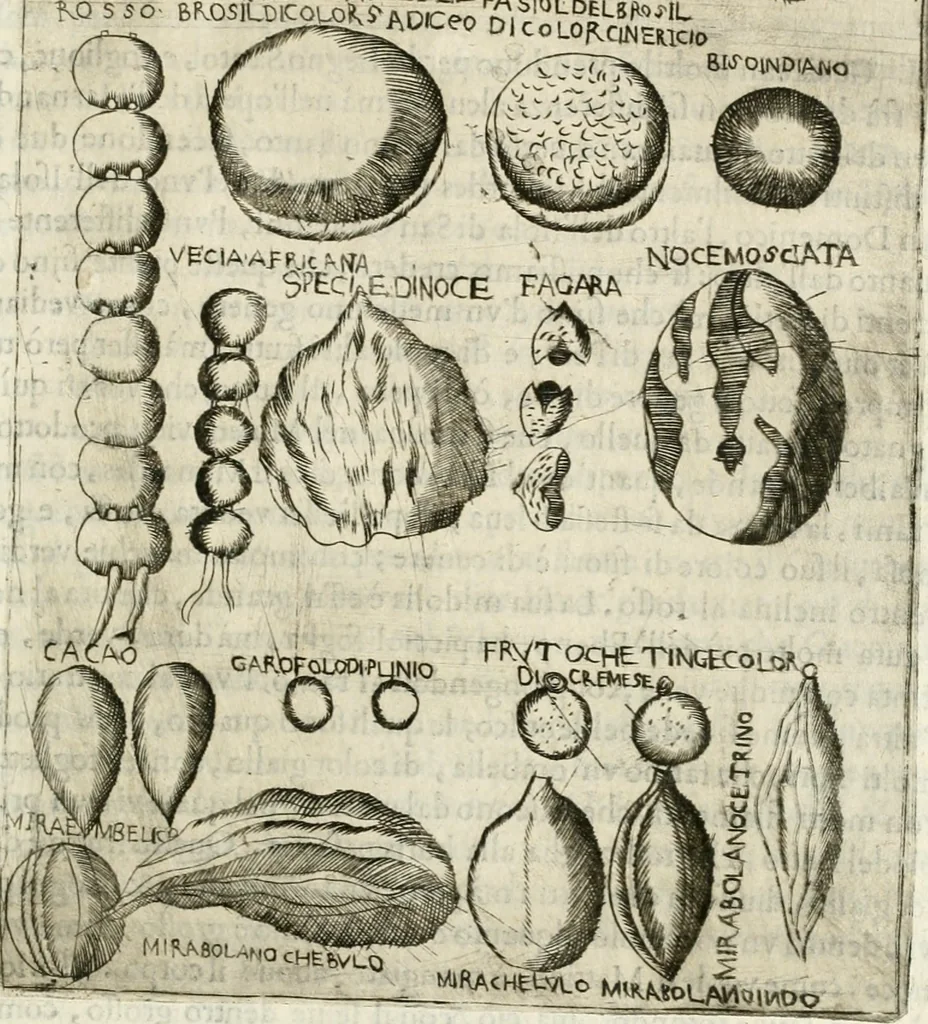 An illustration from Note, overo, Memorie del mvseo di Lodovico Moscardo ..., 1656, leaf 284