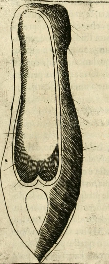 An illustration from Note, overo, Memorie del mvseo di Lodovico Moscardo ..., 1656, leaf 327