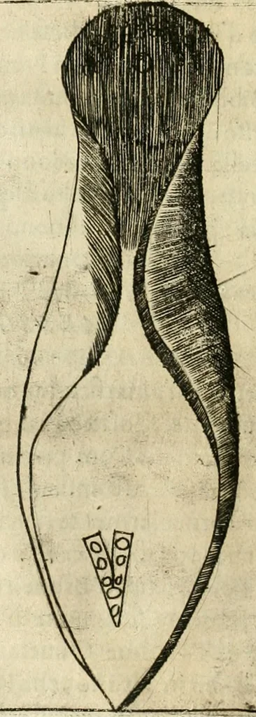 An illustration from Note, overo, Memorie del mvseo di Lodovico Moscardo ..., 1656, leaf 327