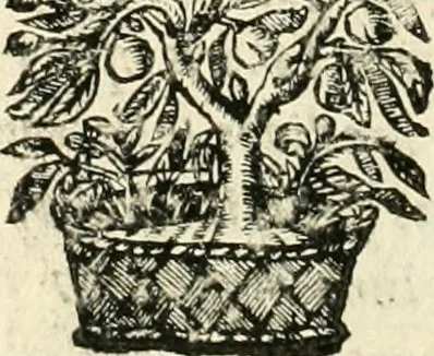 An illustration from Note, overo, Memorie del mvseo di Lodovico Moscardo ..., 1656, leaf 43