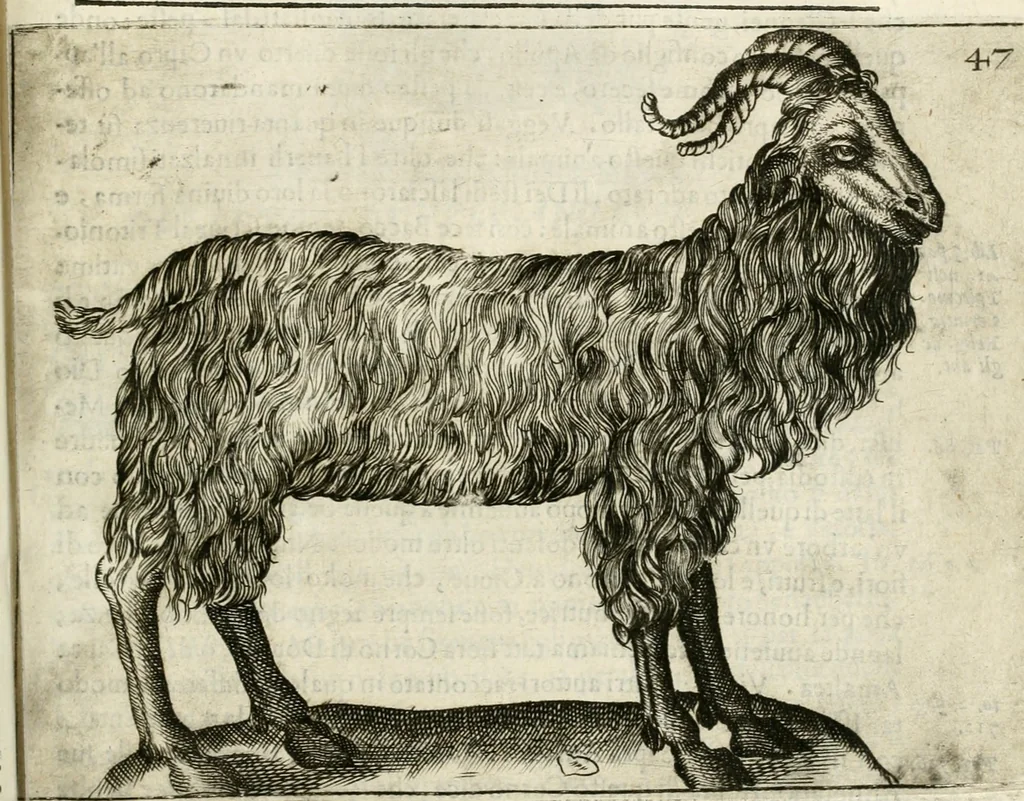 An illustration from Note, overo, Memorie del mvseo di Lodovico Moscardo ..., 1656, leaf 70