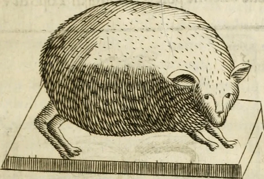 An illustration from Note, overo, Memorie del mvseo di Lodovico Moscardo ..., 1656, leaf 72