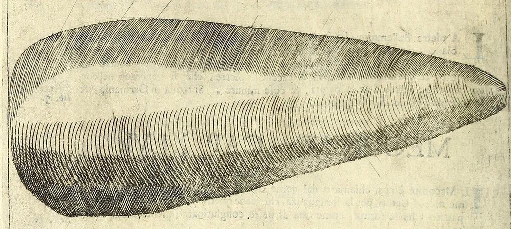 An illustration from Note overo memorie del museo del conte Lodovico Moscardo nobile veronese, 1672, leaf 164