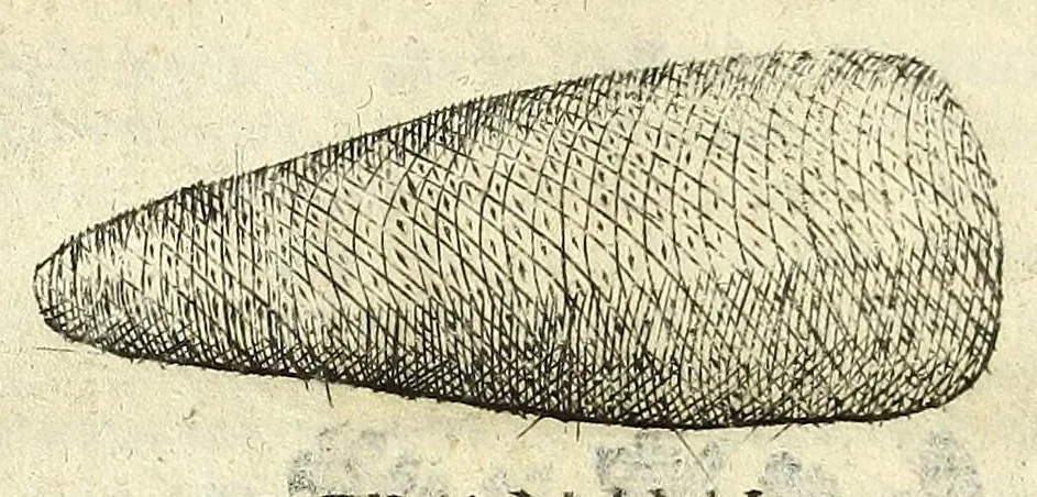 An illustration from Note overo memorie del museo del conte Lodovico Moscardo nobile veronese, 1672, leaf 164
