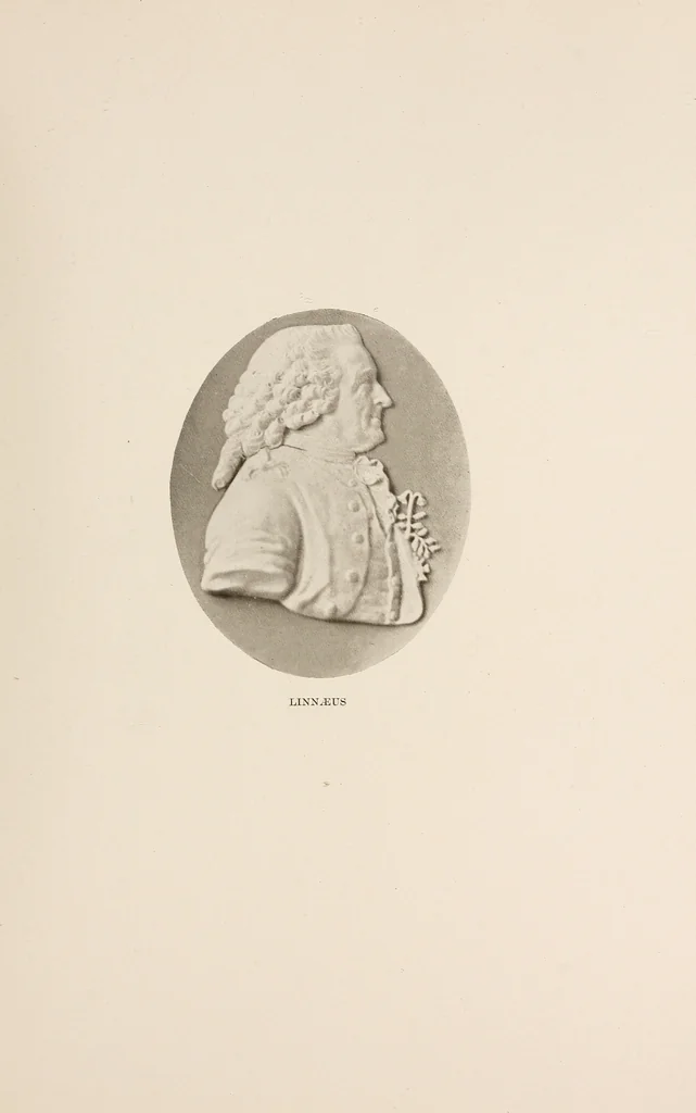 An illustration from Notes of an art collector, 1907, leaf 188