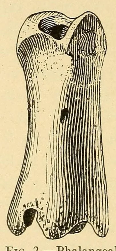 An illustration from Notes on Iroquois archeology, 1921, leaf 98