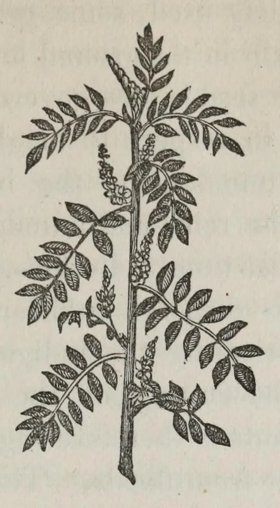 An illustration from Notes upon indigo, 1873, leaf 19