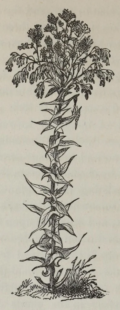 An illustration from Notes upon indigo, 1873, leaf 24