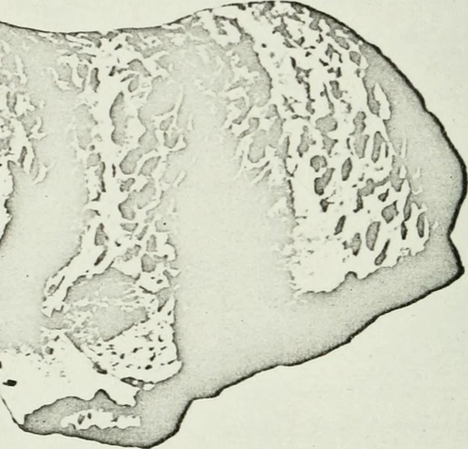 An illustration from Notice sur quelques monuments assyriens à l'Université de Zurich, 1912, leaf 33