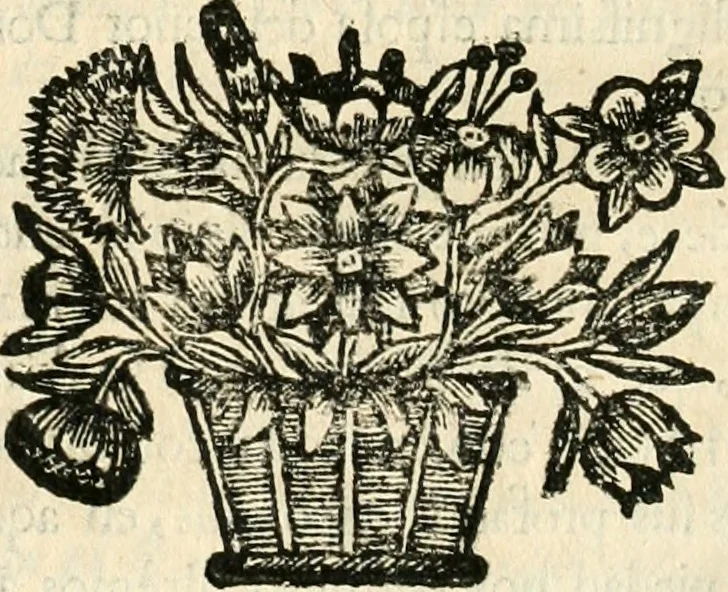 An illustration from Noticias historiales de la enfermedad, muerte, y exsequias de la esclarecida reyna de las Españas doña Maria Luisa de Orleans, Borbon Stuart y Austria, nuestra señora, dignissima consorte del rey nuestro señor Don Carlos segundo de Austria, 1690, leaf 151