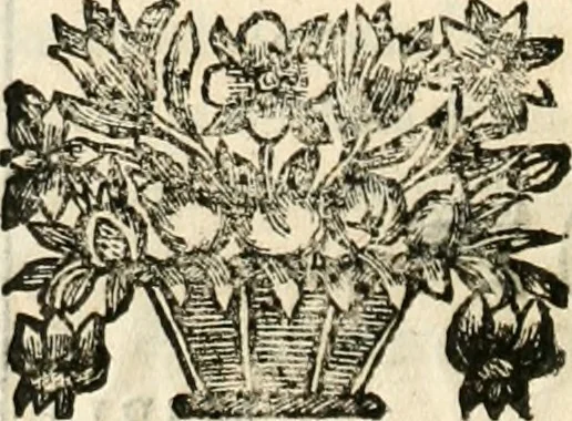 An illustration from Noticias historiales de la enfermedad, muerte, y exsequias de la esclarecida reyna de las Españas doña Maria Luisa de Orleans, Borbon Stuart y Austria, nuestra señora, dignissima consorte del rey nuestro señor Don Carlos segundo de Austria, 1690, leaf 177