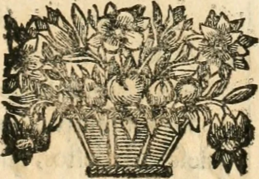 An illustration from Noticias historiales de la enfermedad, muerte, y exsequias de la esclarecida reyna de las Españas doña Maria Luisa de Orleans, Borbon Stuart y Austria, nuestra señora, dignissima consorte del rey nuestro señor Don Carlos segundo de Austria, 1690, leaf 178