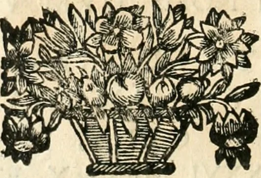 An illustration from Noticias historiales de la enfermedad, muerte, y exsequias de la esclarecida reyna de las Españas doña Maria Luisa de Orleans, Borbon Stuart y Austria, nuestra señora, dignissima consorte del rey nuestro señor Don Carlos segundo de Austria, 1690, leaf 183