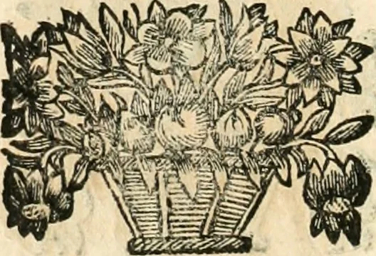 An illustration from Noticias historiales de la enfermedad, muerte, y exsequias de la esclarecida reyna de las Españas doña Maria Luisa de Orleans, Borbon Stuart y Austria, nuestra señora, dignissima consorte del rey nuestro señor Don Carlos segundo de Austria, 1690, leaf 185
