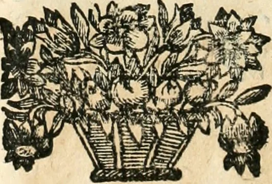An illustration from Noticias historiales de la enfermedad, muerte, y exsequias de la esclarecida reyna de las Españas doña Maria Luisa de Orleans, Borbon Stuart y Austria, nuestra señora, dignissima consorte del rey nuestro señor Don Carlos segundo de Austria, 1690, leaf 187
