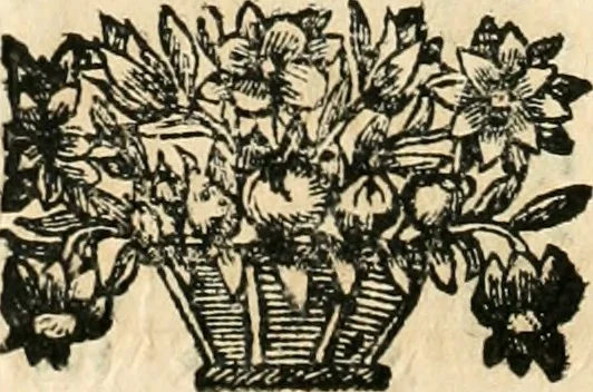 An illustration from Noticias historiales de la enfermedad, muerte, y exsequias de la esclarecida reyna de las Españas doña Maria Luisa de Orleans, Borbon Stuart y Austria, nuestra señora, dignissima consorte del rey nuestro señor Don Carlos segundo de Austria, 1690, leaf 189