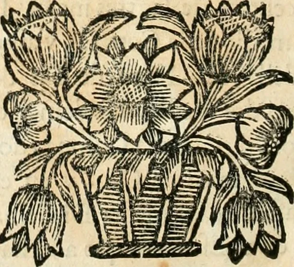 An illustration from Noticias historiales de la enfermedad, muerte, y exsequias de la esclarecida reyna de las Españas doña Maria Luisa de Orleans, Borbon Stuart y Austria, nuestra señora, dignissima consorte del rey nuestro señor Don Carlos segundo de Austria, 1690, leaf 193