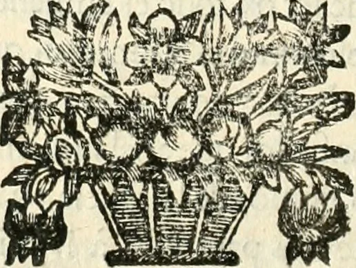 An illustration from Noticias historiales de la enfermedad, muerte, y exsequias de la esclarecida reyna de las Españas doña Maria Luisa de Orleans, Borbon Stuart y Austria, nuestra señora, dignissima consorte del rey nuestro señor Don Carlos segundo de Austria, 1690, leaf 267
