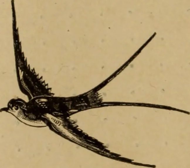 An illustration from Noticias historicas, 1889, leaf 69