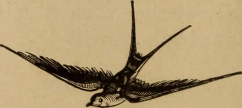 An illustration from Noticias historicas, 1889, leaf 77