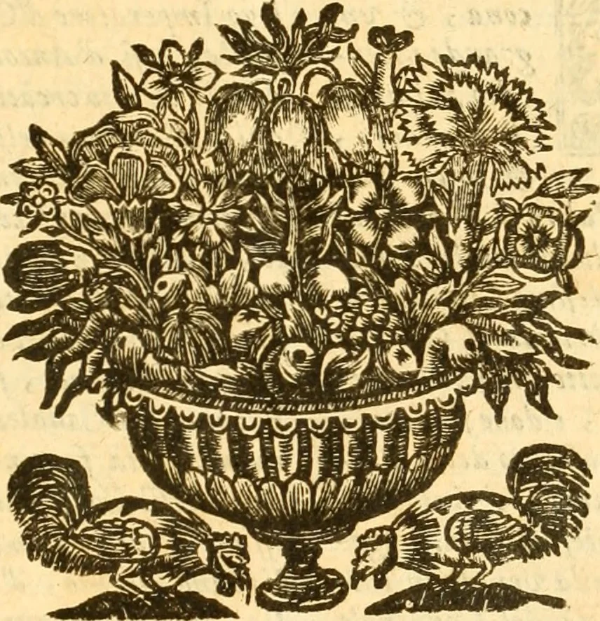 An illustration from Notitie historiche della citta d'Ancona : gia termine dell' antico regno d'Italia con diuersi auuenimenti nella Marca Anconitana, & in detto regno accaduti, 1675, leaf 212