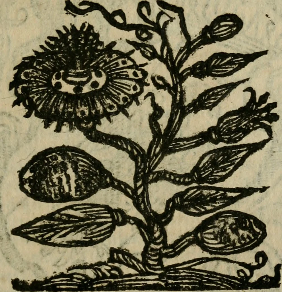 An illustration from Notizie di nobiltà, 1672, leaf 240
