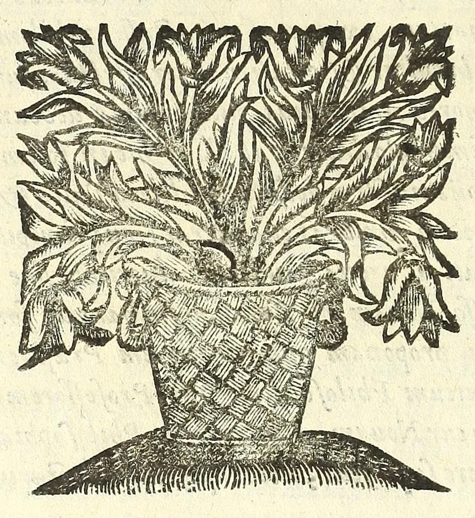 An illustration from Noua et amaenior de admirando fontium genio (ex abditas naturae claustris, in orbis lucem emanante) philosophia : perenne fluere iussa, 1659, leaf 18