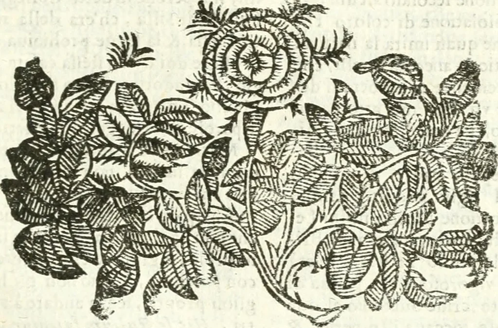 An illustration from Noua iconologia di Cesare Ripa perugino, caualier de SS. Mauritio & Lazzaro. Nella quale si descriuono diuerse imagini di virtù, vitij, affetti, passioni humane, arti, discipline, humori, elementi, corpi celesti, prouincie d'Italia, fiumi, tutte le parti del mondo, ed'altre infinite materie. Opera vtile ad oratori, predicatori, poeti, pittori, scultori, disegnatori, e ad'ogni studioso. Per inuentar concetti, emblemi, ed imprese, per diuisare qualsiuoglia apparato nuttiale, funerale, trionfale. Per rappresentar poemi drammatici, e per figurare co'suoi propij simboli ciò, che puo cadere in pensiero humano. Ampliata vltimamente dallo stesso auttore di trecento imagini, e arricchita di molti discorsi pieni di varia eruditione; con nuoui intagli, & con molti indici copiosi, 1618, leaf 632