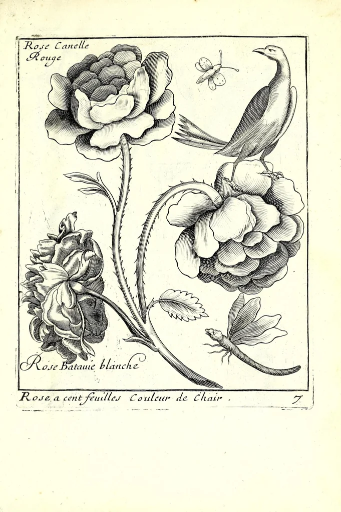 An illustration from Nouueau liure de fleurs, feuilles, et oyseaux, dessigné et gravé apres le naturel, 1680, leaf 21