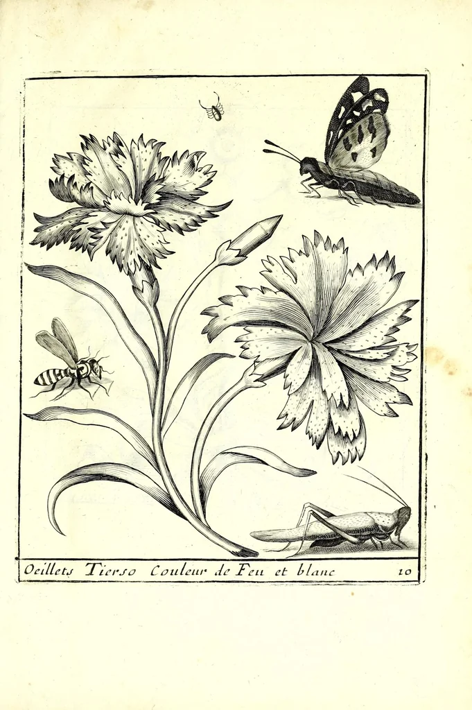 An illustration from Nouueau liure de fleurs, feuilles, et oyseaux, dessigné et gravé apres le naturel, 1680, leaf 27
