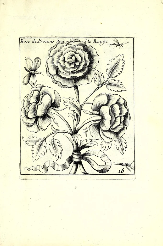 An illustration from Nouueau liure de fleurs, feuilles, et oyseaux, dessigné et gravé apres le naturel, 1680, leaf 39