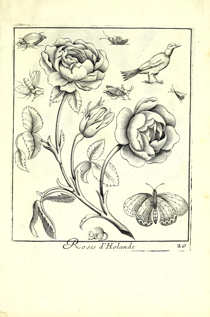 An illustration from Nouueau liure de fleurs, feuilles, et oyseaux, dessigné et gravé apres le naturel, 1680, leaf 47