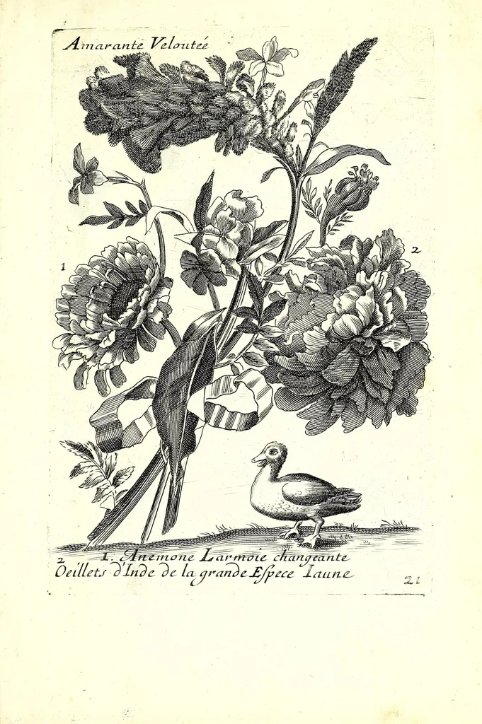 An illustration from Nouueau liure de fleurs, feuilles, et oyseaux, dessigné et gravé apres le naturel, 1680, leaf 49