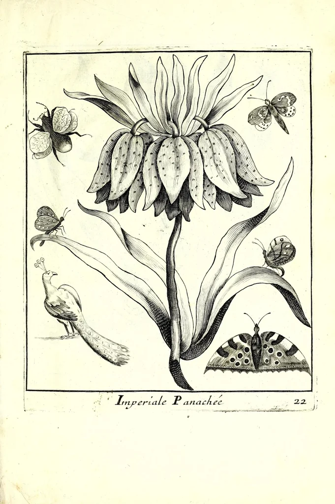 An illustration from Nouueau liure de fleurs, feuilles, et oyseaux, dessigné et gravé apres le naturel, 1680, leaf 51
