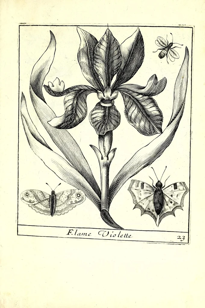 An illustration from Nouueau liure de fleurs, feuilles, et oyseaux, dessigné et gravé apres le naturel, 1680, leaf 53